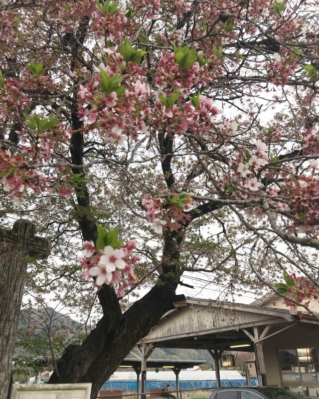 桜の季節が終わってしまった