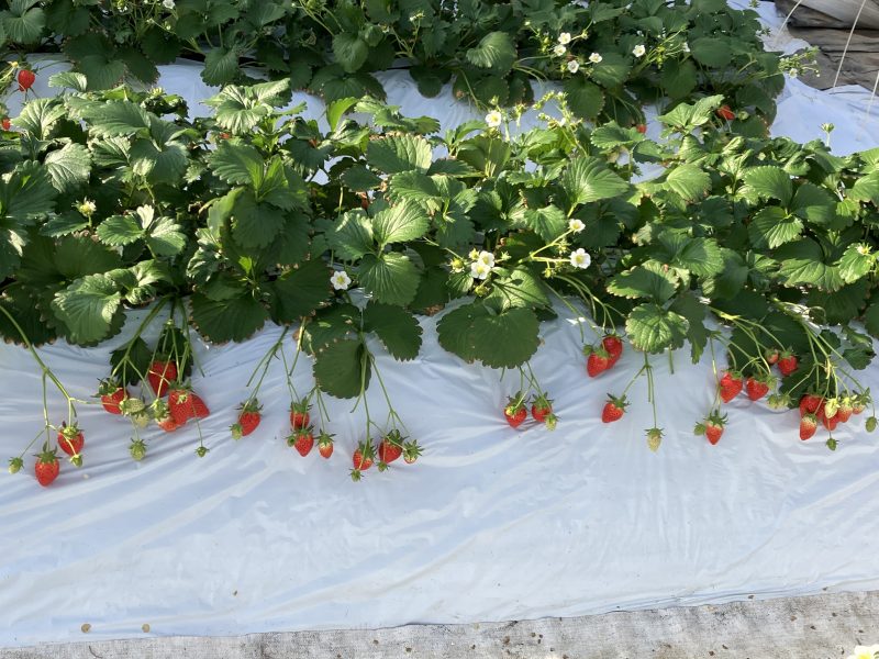 いちご狩りスタート